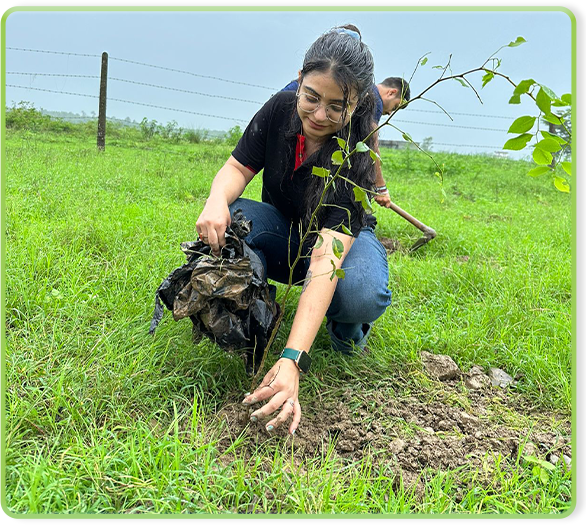 Plantation drive