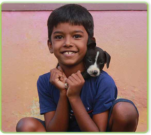 feed and care stray animals